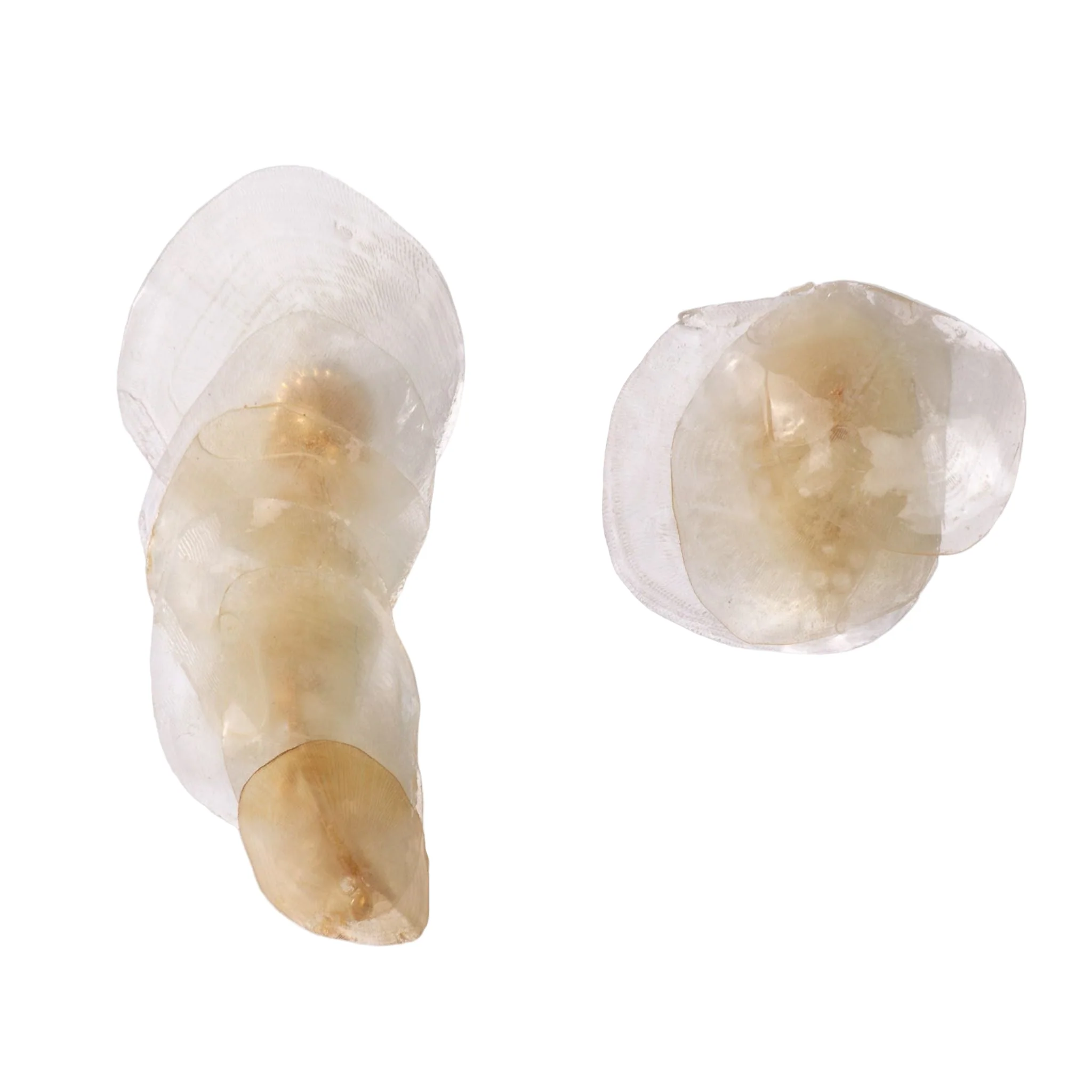 Algae Degrade Earcuff | White